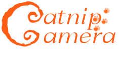 Catnip Camera - 