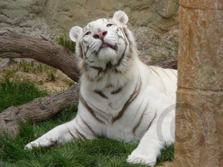 White Tiger