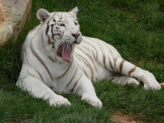 White Tiger