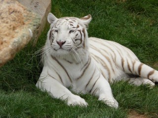 White Tiger