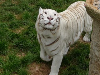 White Tiger
