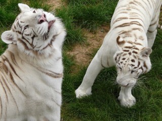 White Tigers