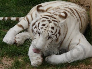 White Tiger