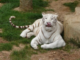 White Tiger