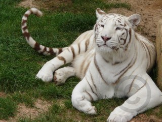 White Tiger