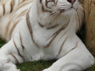 White Tiger
