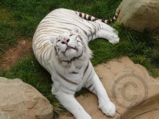 White Tiger
