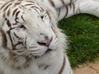 White Tiger