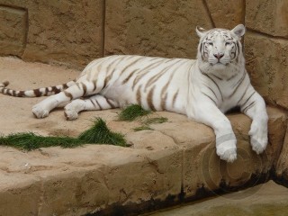 White Tiger