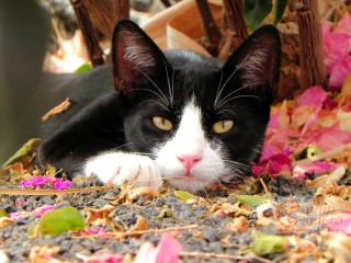 Black & White Cat