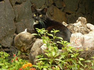 Black & White Cat