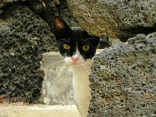 Black & White Cat