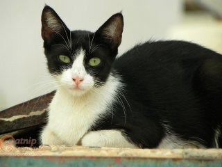 Black & White Cat