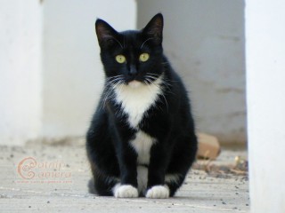Black & White Cat