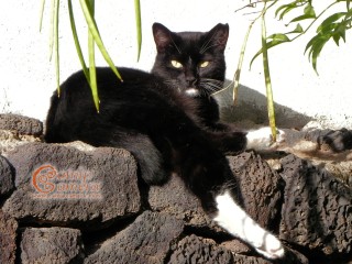 Black & White Cat