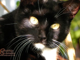 Black & White Cat