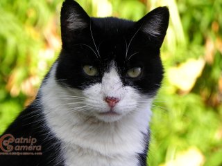 Black & White Cat