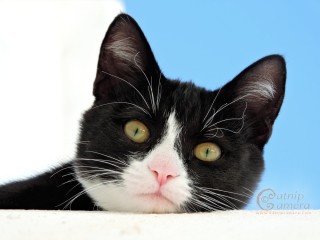 Black & White Cat