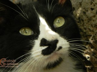 Black & White Cat