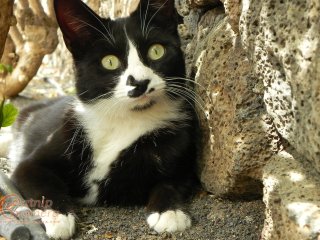 Black & White Cat