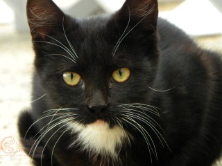 Black & White Cat