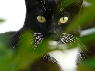 Black & White Cat