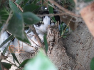 Black & White Cat