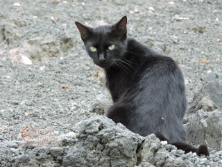 Black Cat