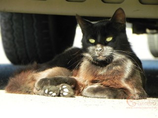 Black Cat