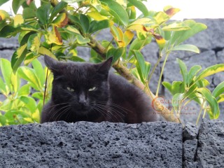 Black Cat