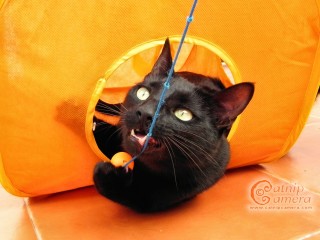 Black Cat