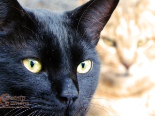 Black Cat (tabby in the background)
