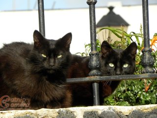 Two Black Cats