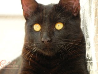 Black Cat
