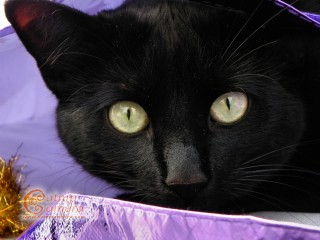 Black Cat