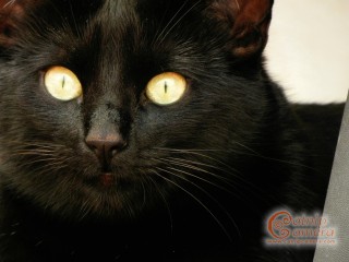 Black Cat