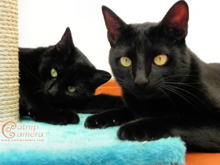 Two Black Cats