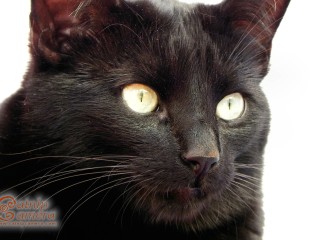 Black Cat