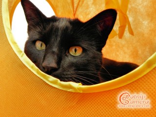 Black Cat