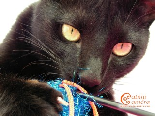 Black Cat
