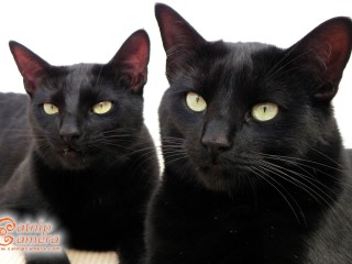 Two Black Cats