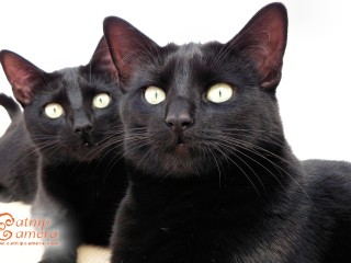 Two Black Cats
