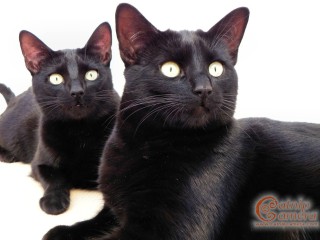 Two Black Cats