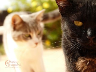 Black Cat half face (grey & white cat in the background)