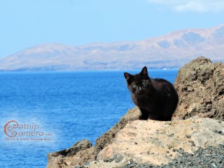 Black Cat at the Ocean in Lanzarote