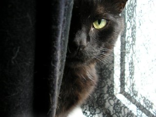 Black Cat