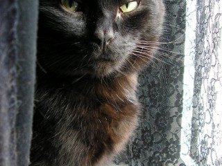 Black Cat