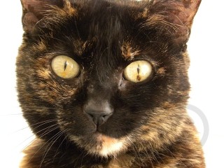 Black Tortie Cat Face