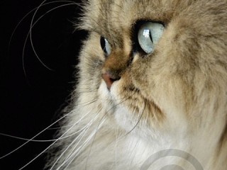 Persian Cat Face