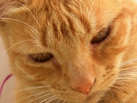 Ginger Cat Face
